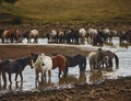 Herd of wild horses drinking water in a river. Royalty Free Stock Photo