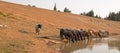 Herd of wild horses drinking at watering hole in the Pryor Mountains Wild Horse Range in the states of Wyoming and Montana Royalty Free Stock Photo