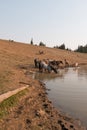 Herd of wild horses drinking at watering hole in the Pryor Mountains Wild Horse Range in the states of Wyoming and Montana Royalty Free Stock Photo