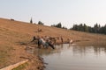 Herd of wild horses drinking at watering hole in the Pryor Mountains Wild Horse Range in the states of Wyoming and Montana Royalty Free Stock Photo