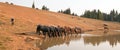 Herd of wild horses drinking at watering hole in the Pryor Mountains Wild Horse Range in the states of Wyoming and Montana Royalty Free Stock Photo