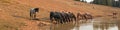 Herd of wild horses drinking at watering hole in the Pryor Mountains Wild Horse Range in the states of Wyoming and Montana Royalty Free Stock Photo