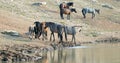 Herd of wild horses with foal at the waterhole in the Pryor Mountains Wild Horse Range in Montana USA Royalty Free Stock Photo