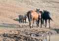 Herd of wild horses with foal at the waterhole in the Pryor Mountains Wild Horse Range in Montana USA Royalty Free Stock Photo