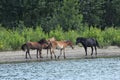 Herd Of Wild Horses in Forest near Danube River, Romania