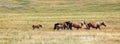 herd of wild horses galloping across the prairie including foals Royalty Free Stock Photo