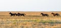 A herd of wild horses galloping across the steppe. Selective focus Royalty Free Stock Photo