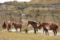 Herd of Wild Horses Gathered Together at Base of Butte