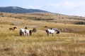 Herd of wild horses grazed on a field in the mountains of Crimea