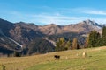 Sauris - Herd of wild horses grazing on alpine meadow with scenic view of Carnic Alps, Friuli Venezia Giulia