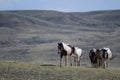 Herd of Wild horses grazing on grass fields in McCullough Peaks Area in Cody, Wyoming