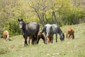 Herd of Wild Horses, grazing on green on green field Royalty Free Stock Photo