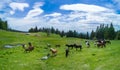 Herd with horses grazing on meadov with stream near forest in mountain valley. Panorama, top view Royalty Free Stock Photo