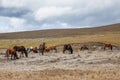 Herd of wild horses Royalty Free Stock Photo