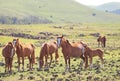 Herd of wild horses grazing in the meadow with a sleepy foal leaning against parent, Easter island, Chile