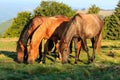 Herd of wild horses grazing Royalty Free Stock Photo
