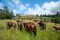 Herd of wild horses grazing on the pasture in Galicia, Spain