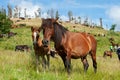 Herd of wild horses grazing on the pasture in Galicia, Spain