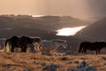 Herd of wild horses grazing on the pasture in the mountains Royalty Free Stock Photo