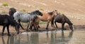 Herd of wild horses jostling at the waterhole in the Pryor Mountains wild horse range in Montana United States