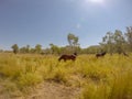 herd of wild horses in the MacDonnell Range, australia Royalty Free Stock Photo