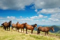 A herd of horses in the mountains Royalty Free Stock Photo