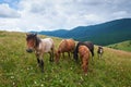 A herd of wild horses in the mountains. Summer day. Royalty Free Stock Photo