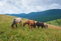 A herd of wild horses in the mountains. Summer day. Royalty Free Stock Photo