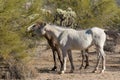 Wild Horses in the Arizona Desert Royalty Free Stock Photo