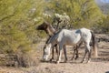 Wild Horses in Arizona Desert Royalty Free Stock Photo