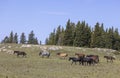 Herd of Wild Horses in the Pryor Mountains Montana in Summertime Royalty Free Stock Photo