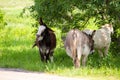 Herd of wild horses on a road at Custer State Park in South Dakota Royalty Free Stock Photo