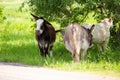 Herd of wild horses on a road at Custer State Park in South Dakota Royalty Free Stock Photo