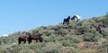 Herd of wild horses on rocky hillside in the Salt River wild horse management area near Scottsdale Arizona USA Royalty Free Stock Photo