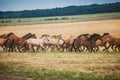 A herd of wild horses run across the field Royalty Free Stock Photo