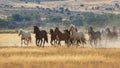 Wild Horses Running In The Utah Desert