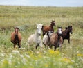 Herd of wild horses running on the field