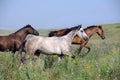 Herd of wild horses running on the field