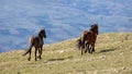 Herd of wild horses running in the mountains  in the western United States Royalty Free Stock Photo