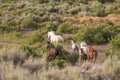 Wild Horses Running in Summer Royalty Free Stock Photo