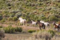 Wild Horses Running Royalty Free Stock Photo