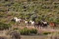 Wild Horses Running in Colorado Royalty Free Stock Photo