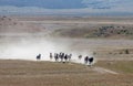 Wild Horses Running in the Utah Desert Royalty Free Stock Photo