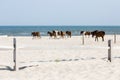 Herd Of Wild Horses Standing On Sandy Beach By Ocean