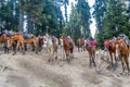 A herd of wild horses standing in the trekking trail of Himalayan valley in Annapurna Circuit Trek, Himalayas, Nepal Royalty Free Stock Photo