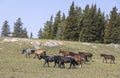 Herd of Wild Horses in Summer in the Pryor Mountains Montana Royalty Free Stock Photo