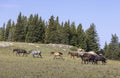 Herd of Wild Horses in the Pryor Mountains Montana in Summer Royalty Free Stock Photo