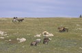 Herd of Wild Horses in Summertime in the Pryor Mountains Montana Royalty Free Stock Photo