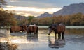 Herd of wild horses at sunset in the Salt River near Mesa Arizona USA Royalty Free Stock Photo