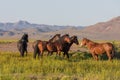 Wild Horses in the Utah Desert in Spring Royalty Free Stock Photo